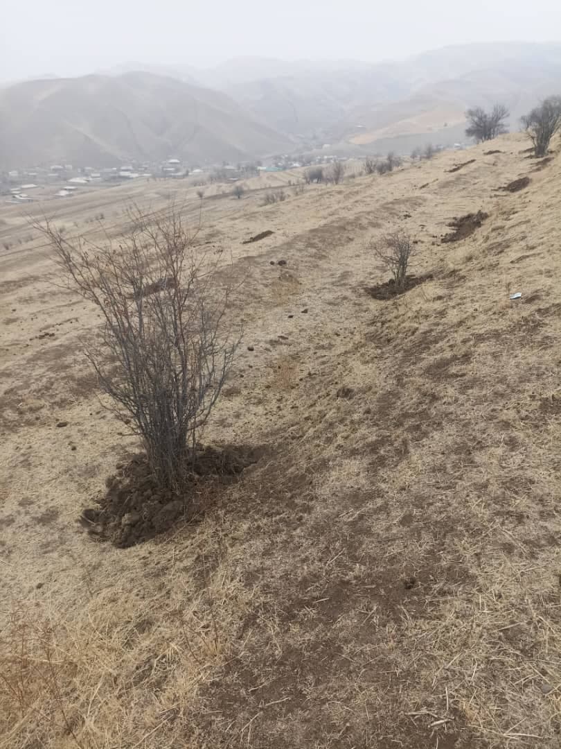 Restoration of degraded forests