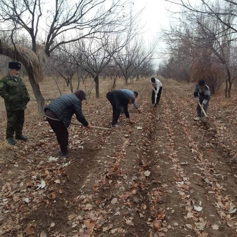 Planting apricot pits in State Forestry Enterprise named after Homidjon Sarmusoqov of Asht District