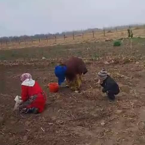 Cultivation of fruit trees and forest plantations