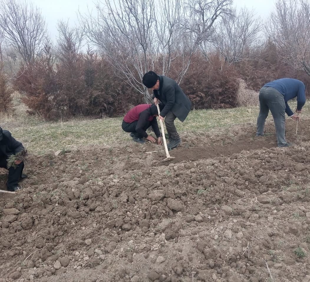От одного растения до леса: зеленый коридор в Истаравшине