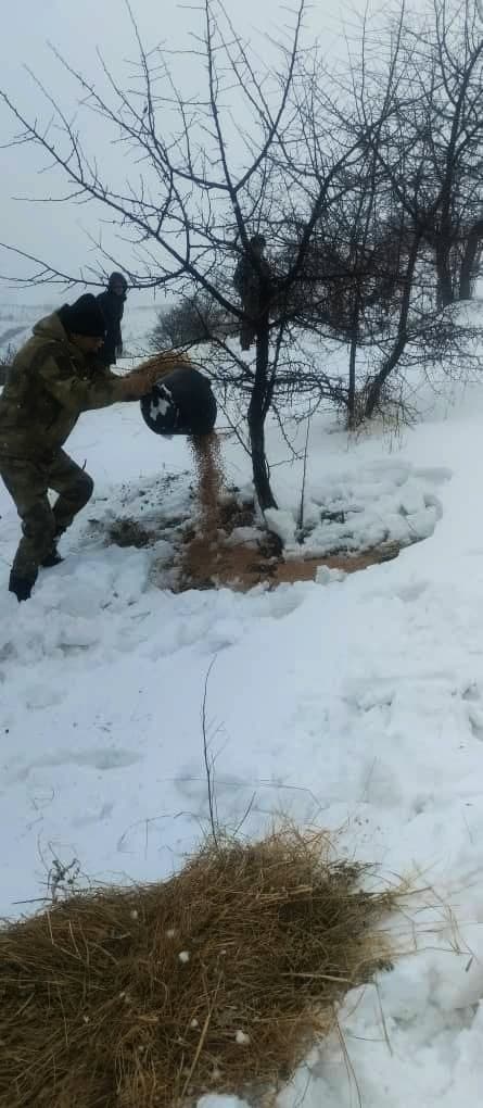 Implementation of biotechnical measures in the Surkhob forestry zone