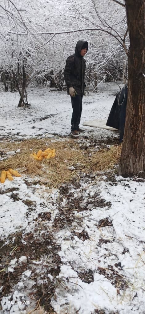 Saving wild animals and birds from the winter cold
