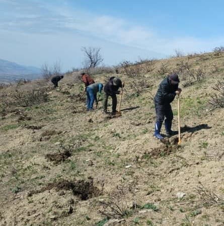 🌱 Implementation of the Forest Development Program: Tree planting in Fayzobod