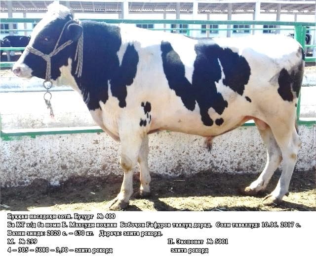 Баҳо додани буққаҳои  авлодҳои гуногун  аз рӯи сифати наслашон