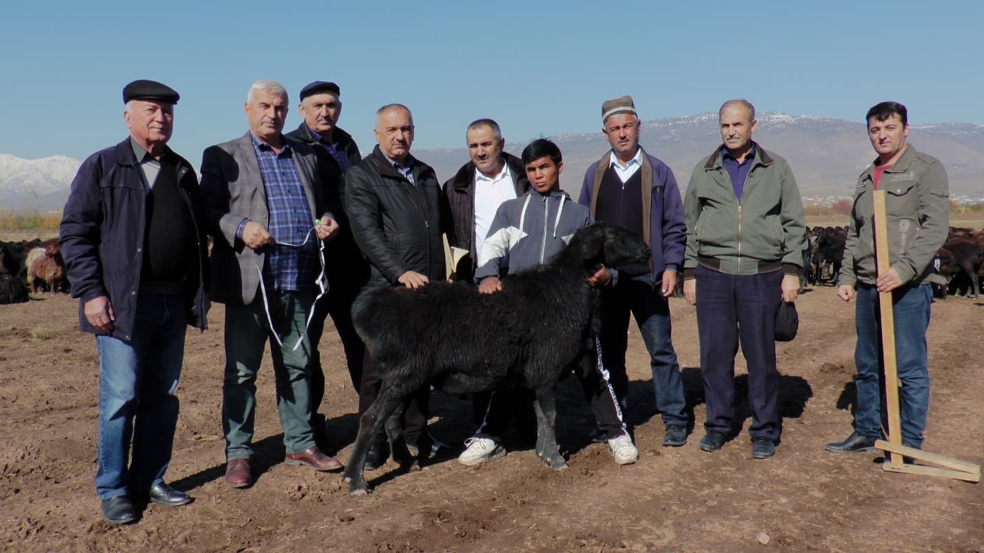 “Shahrinav Type of the Hissar Sheep Breed”