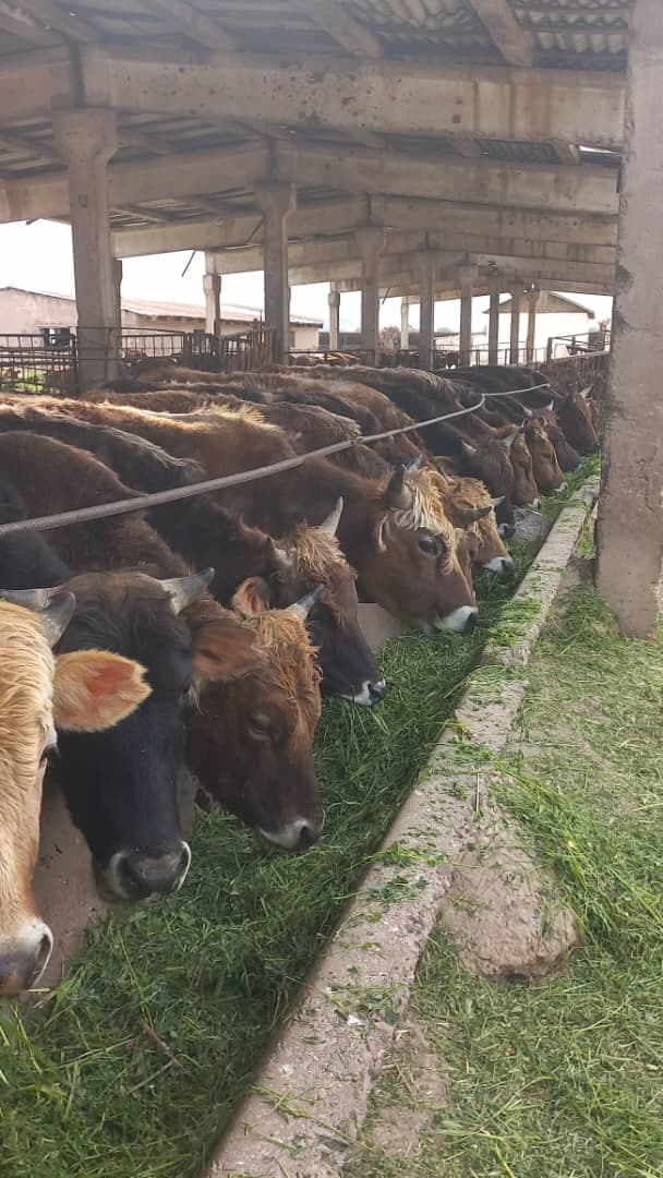 “Conducting scientific research on the topic ‘Improving the genetic potential of dairy and beef cattle in breeding farms with the aim of enhancing local breeds under various farming systems,’ carried out by scientists and specialists of the Department of Selection and Dairy Cattle Technology.”
