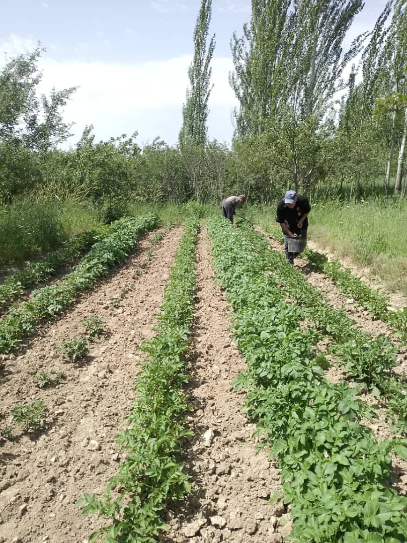 Бо истифода аз мусоид омадани боду ҳавои фасли баҳор роҳбарият ва кормандони Пойгоҳи шаҳру ноҳияҳои тобеи маркази Институти хокшиносӣ ва агрохимияи АИКТ