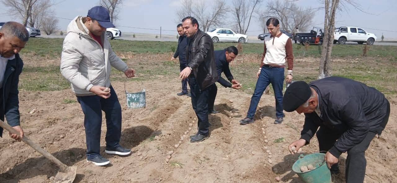 Potato Planting Season Commences in Shahriston District