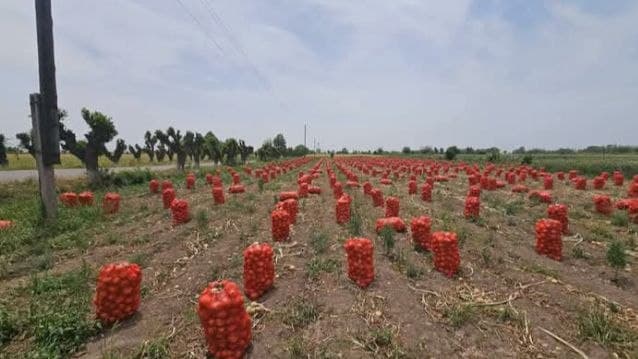 Богатый урожай в джамоате деҳот «10-летие Независимости».