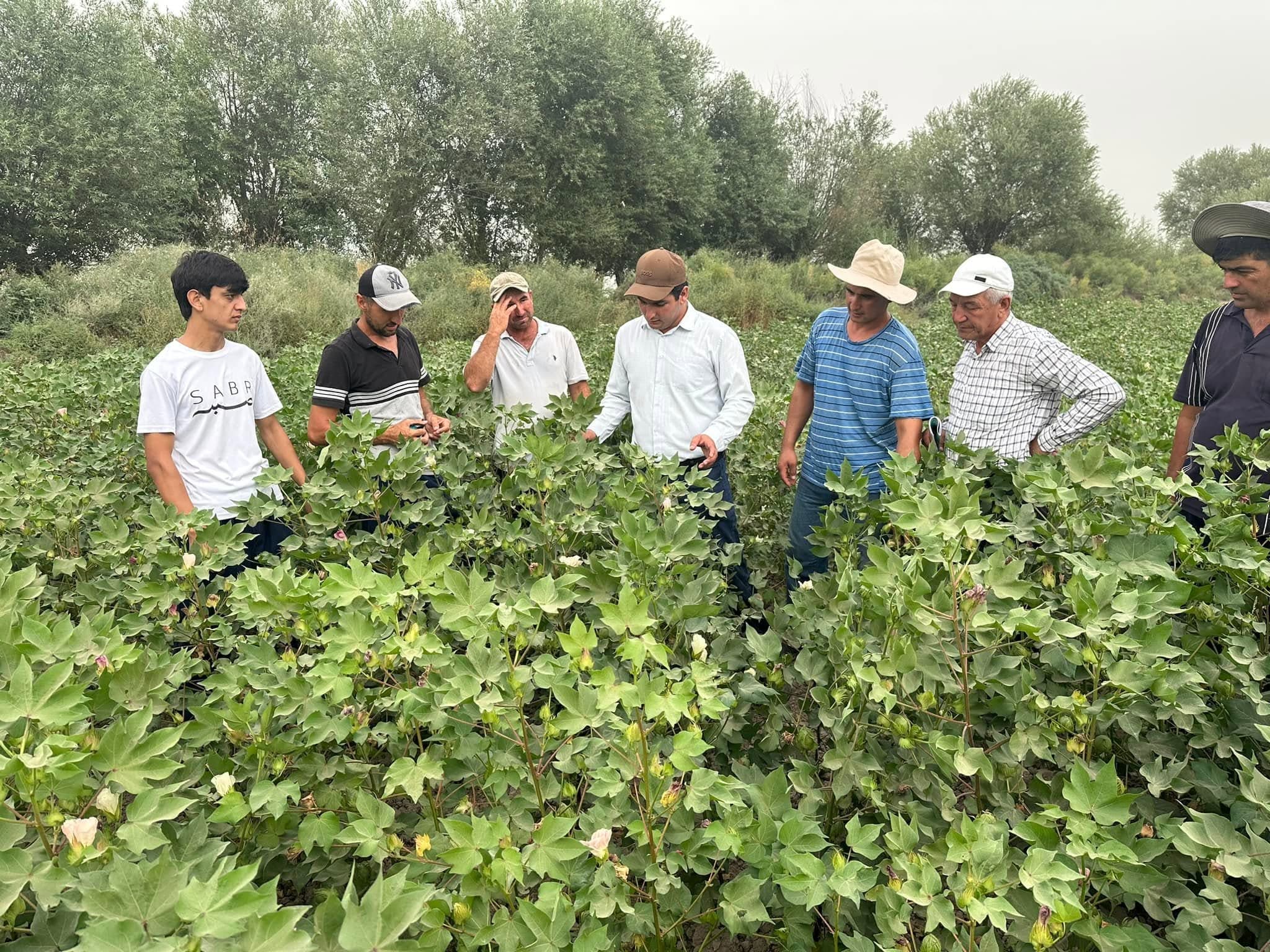 "in Kushoniyon District, to obtain scientific advice on the management of cotton crops."