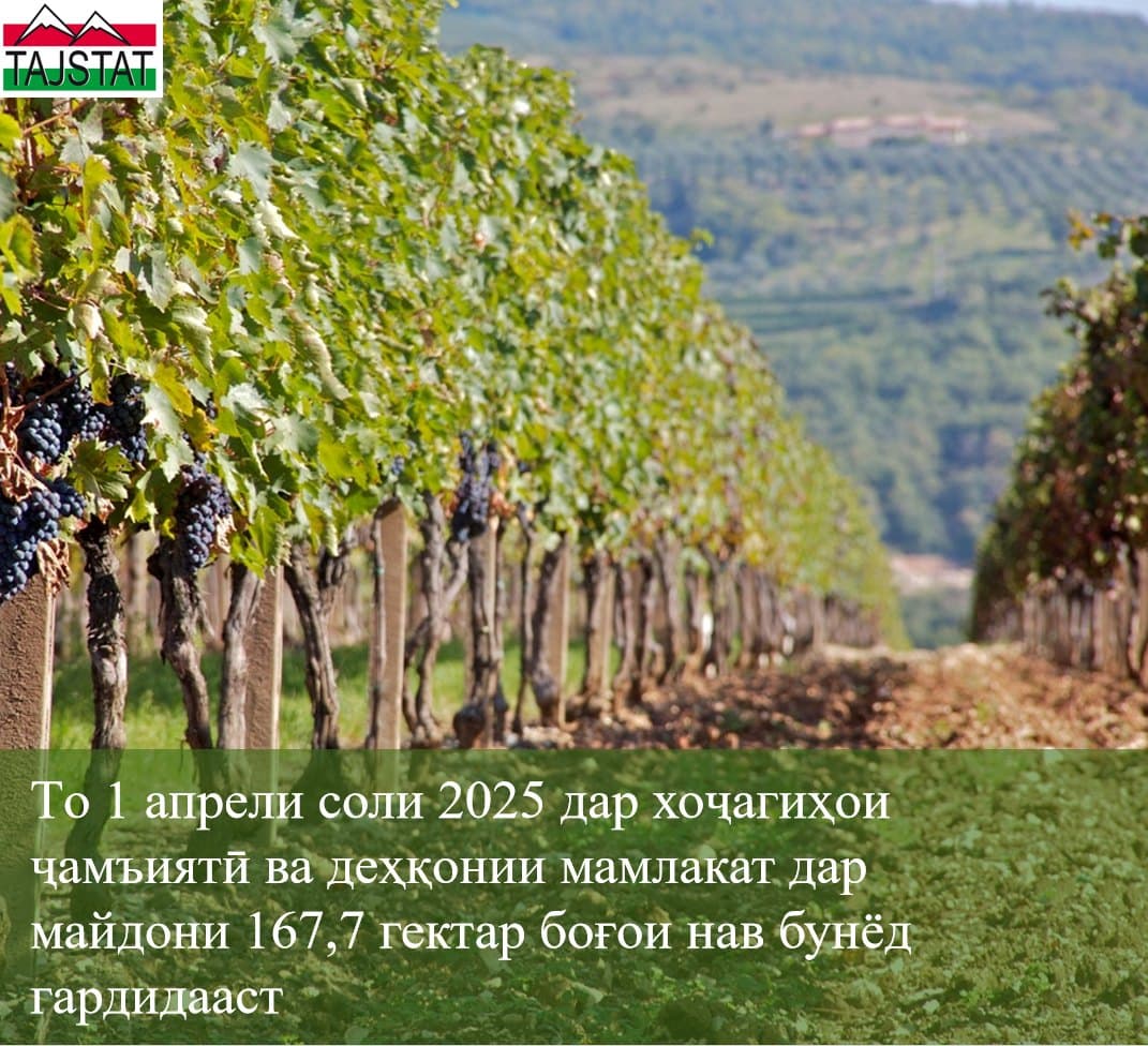 Сфера садоводства и виноградарства на пути развития