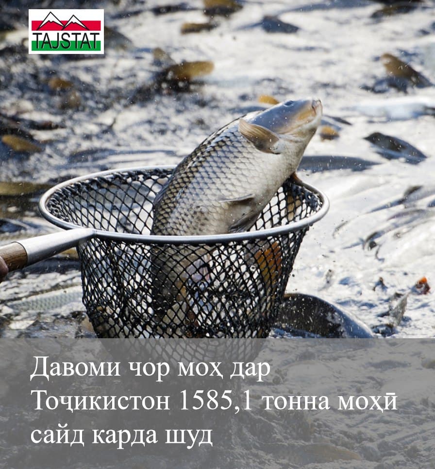 The volume of fish farming production amounted to 45.1 million somoni