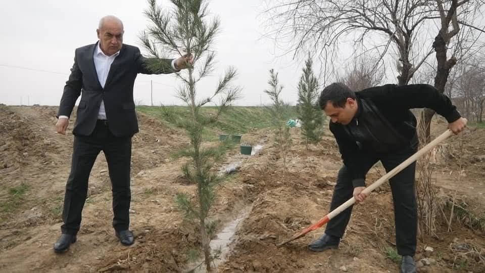 Istaravshan: Expansion of Tree-Planting Activities