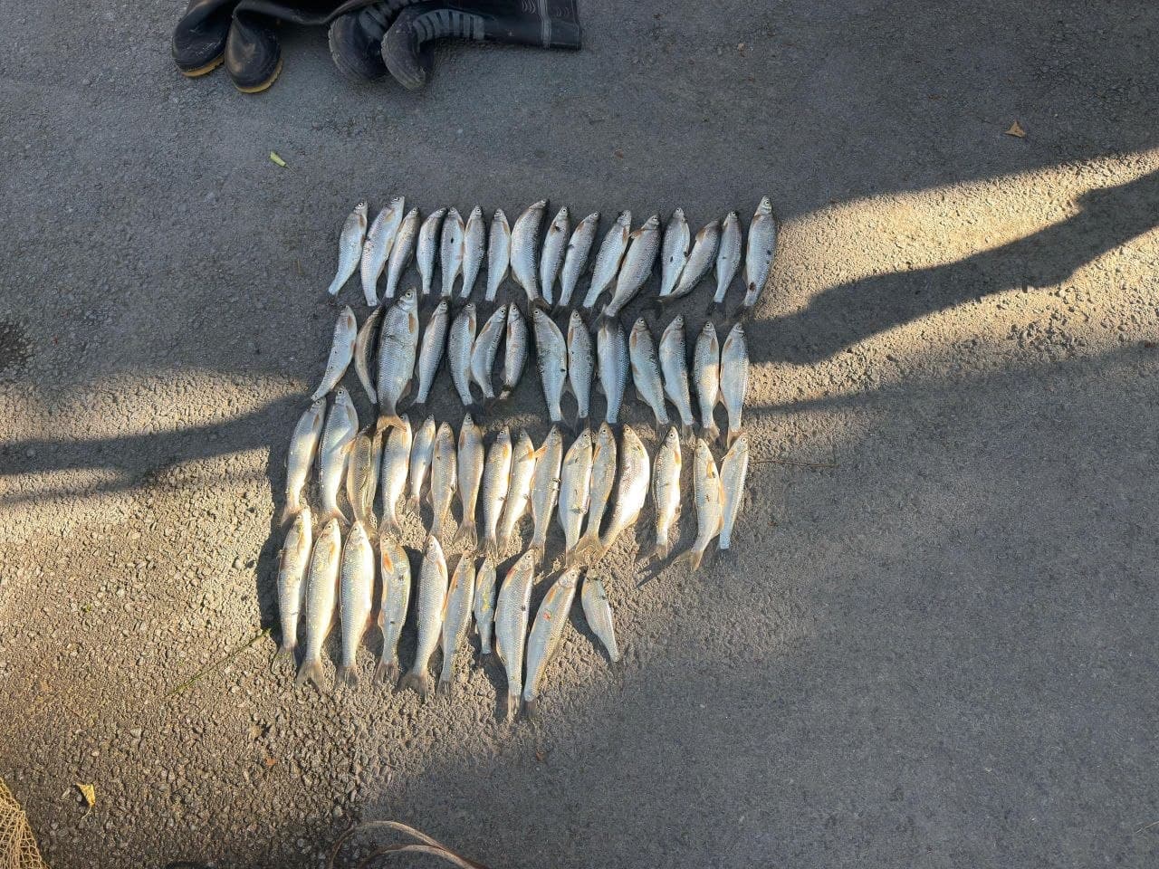 Control operations during the fish spawning period